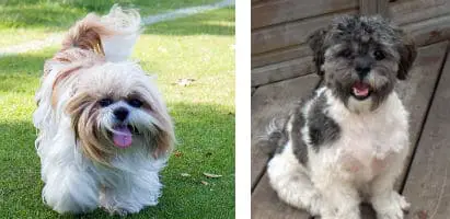 The Shih Tzu Compared to the Shihpoo