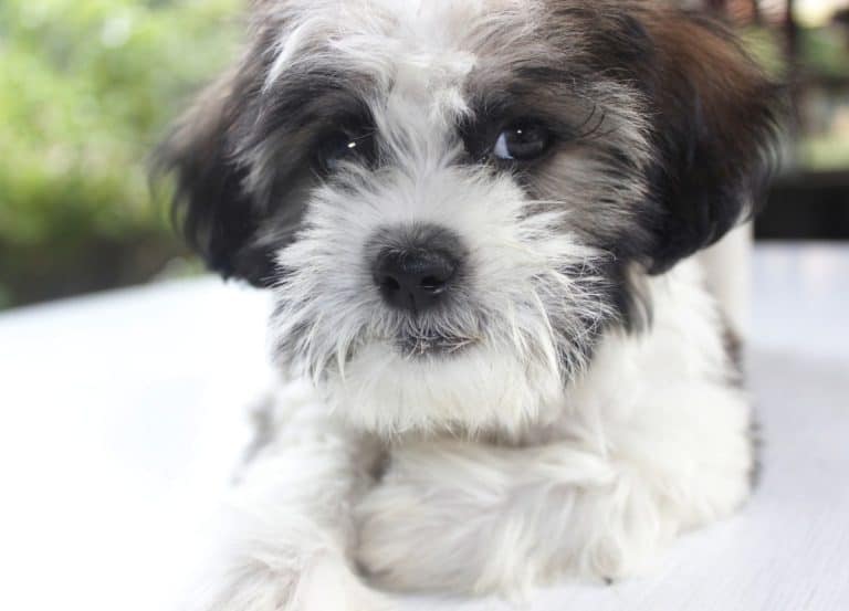 Shihpoos Can Make Good Companion Dogs for Some Autistic Children