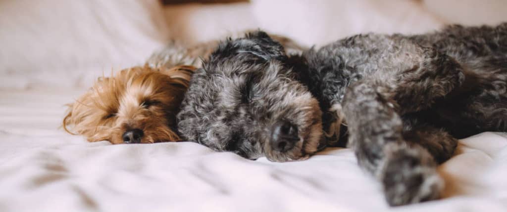 Sleeping with Your Shih-poo on Your Bed