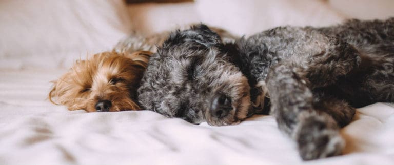 Sleeping with a Shihpoo Puppy