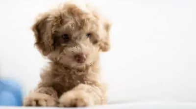 5 Easy Commands to Teach Your Shihpoo Now