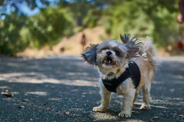 5 Steps to Train Your Shihpoo to Stop Barking