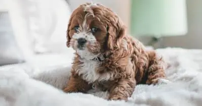 Top 10 Most Popular Shihpoo Puppy Names from 2019 National Survey