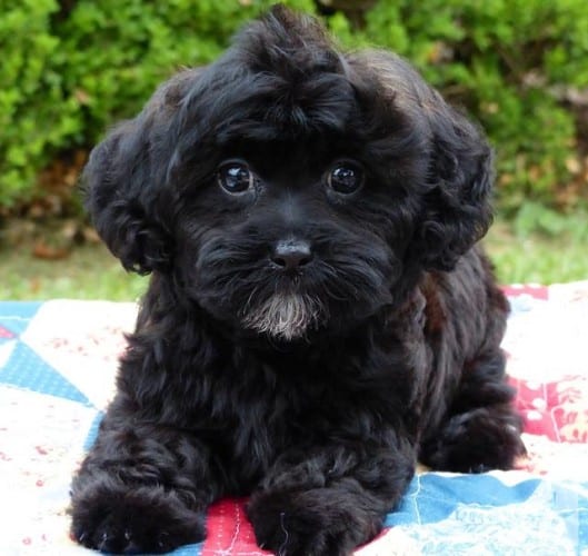 Shih Poo Shih Tzu Toy Poodle Puppies 2 Males 1 Female Americanlisted 37979783 1 