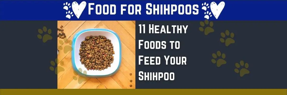 11 Food Tips to Raising a Healthy Shihpoo Puppy