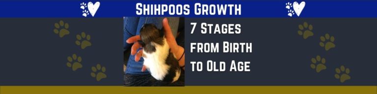All about Shihpoo Growth Stages