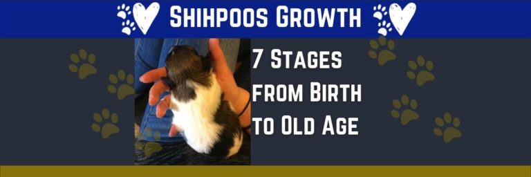 Shihpoo Growth Stages and a Shihpoo Growth Chart