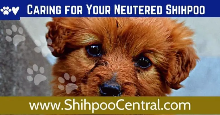 Caring for Your Shihpoo Before and After Neutering or Spaying