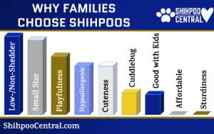 Top 9 Reasons Why We Love Our Shihpoos