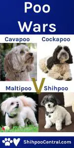 Cavapoo vs Cockapoo vs Shihpoo vs Maltipoo