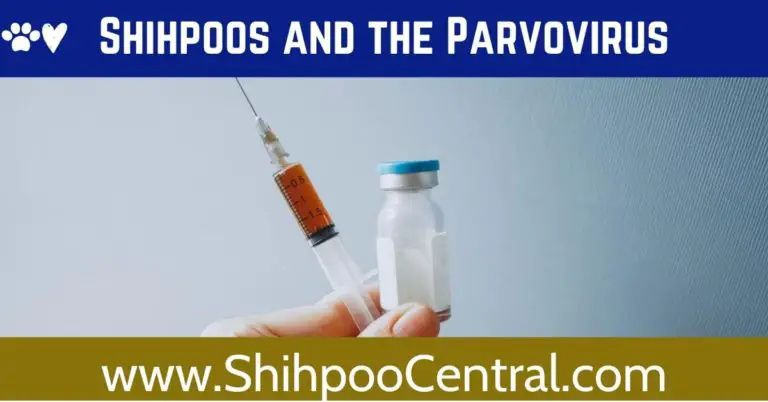 Everything You Need to Know about Shihpoos and the Parvovirus