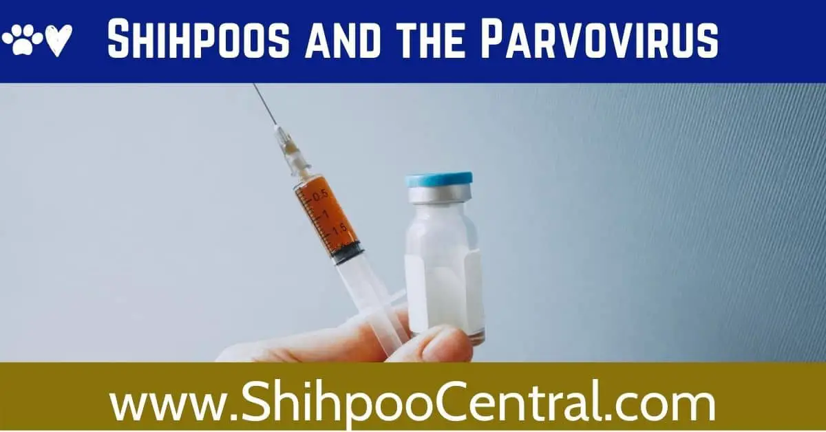 Shihpoos and Parvovirus