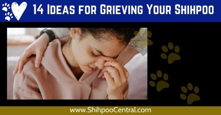 How to Grieve Your Shihpoo for Comfort and Strength