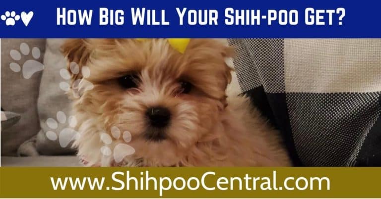 Shih-poos Offer Big Love in a Small Package