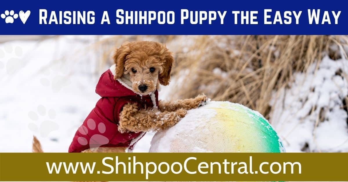 9 Common Shihpoo Puppy Quirks You Will Likely Deal with as a New Shihpoo Family