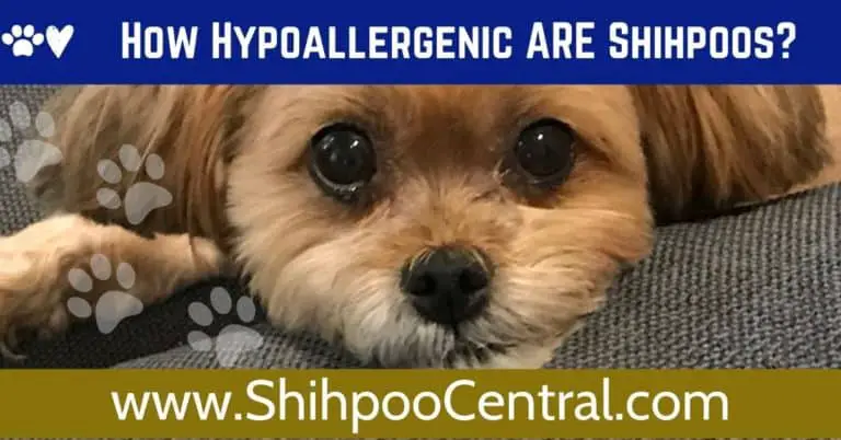 Shihpoos Are Great Hypoallergnic Dogs for People with Allergies