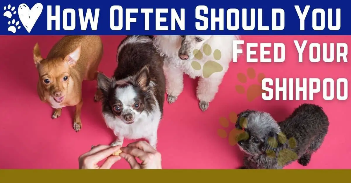 Feeding Schedule for Your Shihpoo