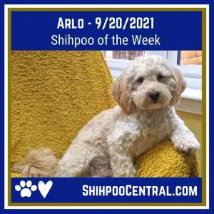 Arlo the Shihpoo relaxes on a gold counch near a window