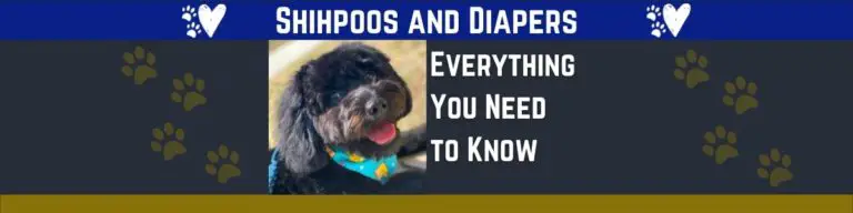 Everything You Need to Know about Doggy Diapers and Shihpoos
