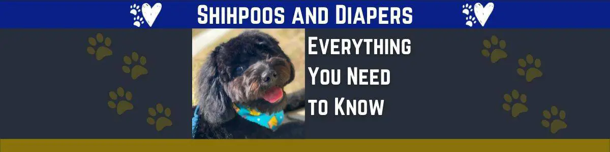 Everything You Need to Know about Doggy Diapers and Shihpoos