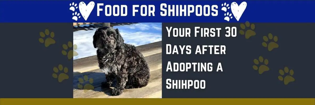 Must-know Tips Your Need Now for Training an Adopted Shihpoo