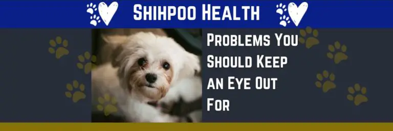 Shihpoo Health Problems You Should Keep an Eye Out For