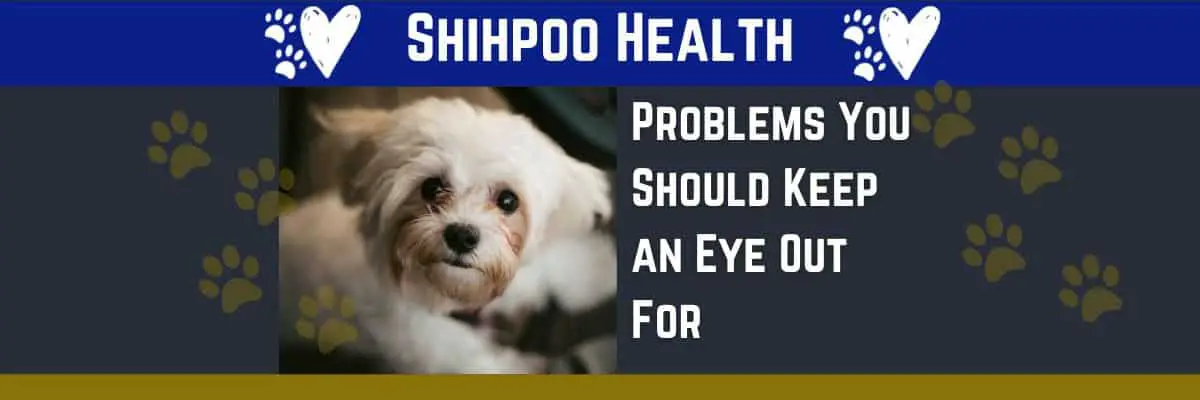 possible Shih Poo Health Issues