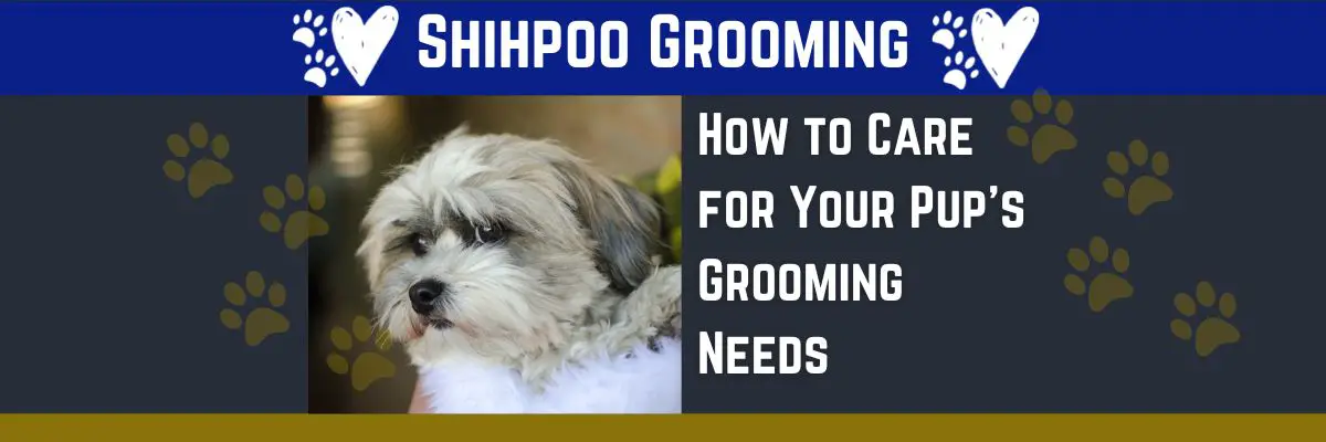 Most Important Shihpoo Dog Grooming Tips and Must Do Recommendations