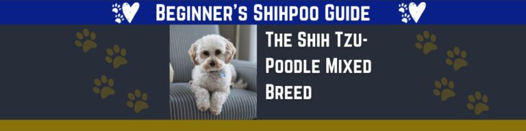 The Best Beginners Guide to Shihpoo Puppies