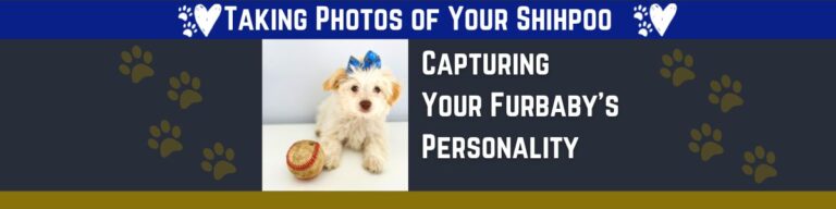 How to Take Stunning Photos of Your Shihpoo Dog