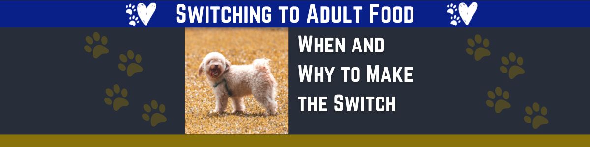 best time to switch your Shihpoo to adult food