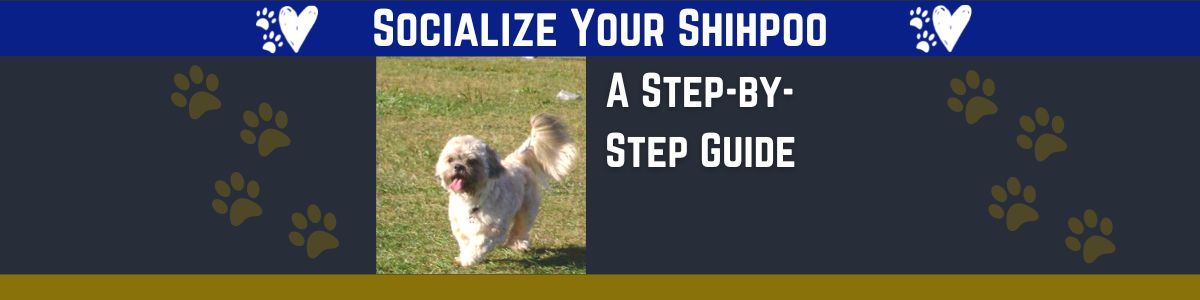 Great Ways to Socialize Shihpoo with Ease and Confidence