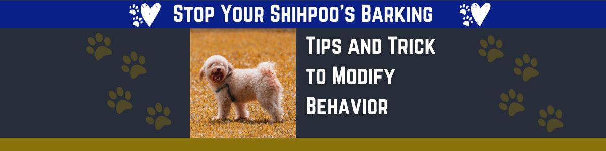 Great Ways to Stop Barking in Shihpoos
