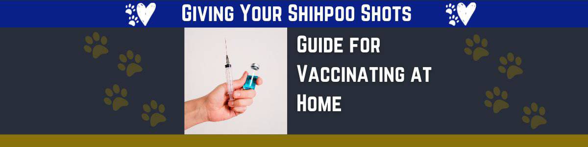 How to Give Vaccine Shots to Your Shihpoo