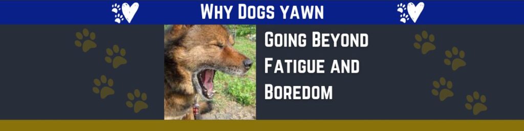 Dogs yawn for a variety of reasons, sometimes to express fatigue or boredom like their humans, but other times to express discomfort or disatisfaction