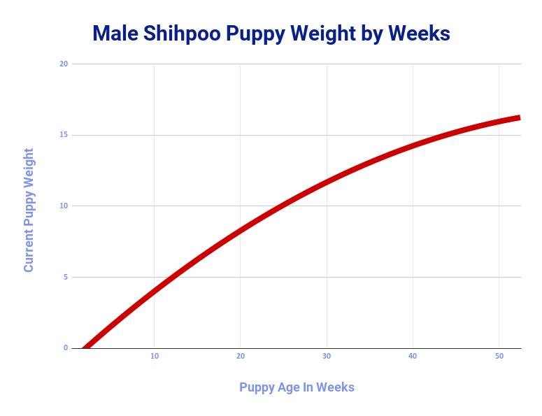 adult shih poo size of males during first year