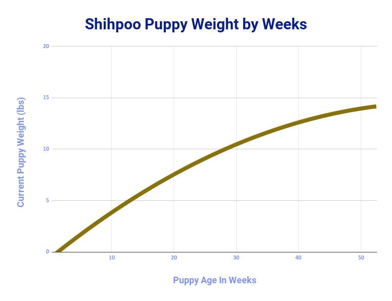 adult shih poo size during first year